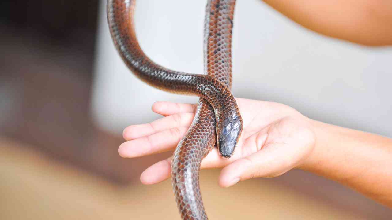 Mengenal Ular Tikus, Menakutkan Tapi Menguntungkan Petani